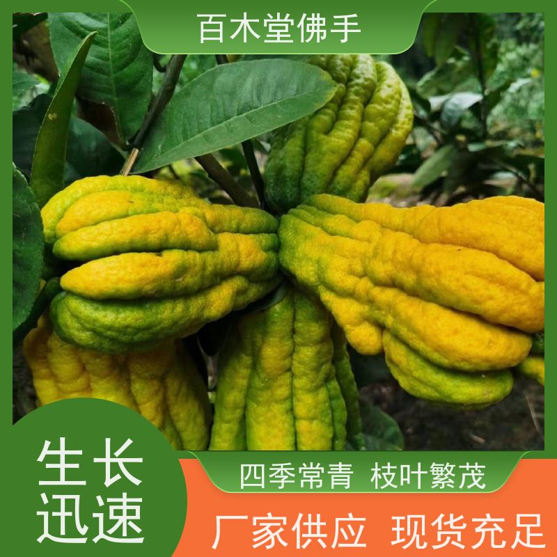 百木堂 川佛手苗 观赏植物 附加值高 中药材种植基地 