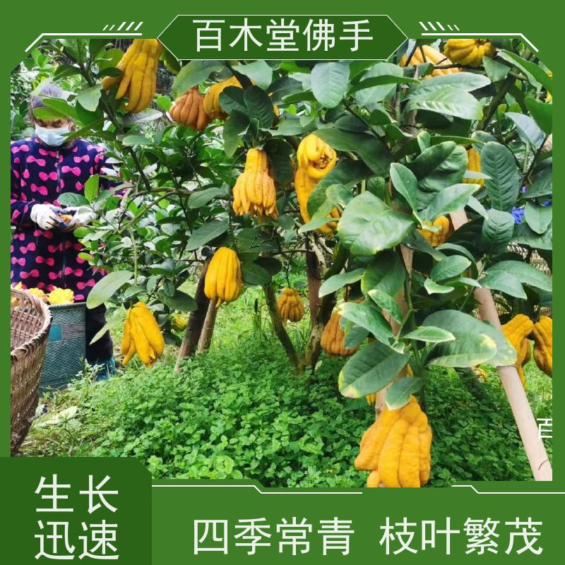 百木堂 中药材佛手苗种植 适用性强 规格齐全 城市景观绿化树 