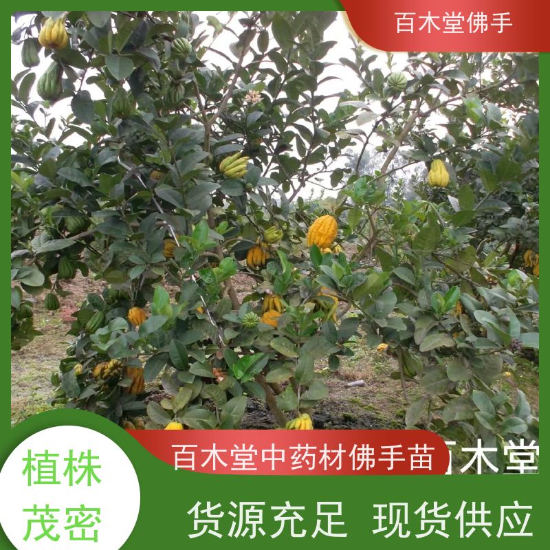 百木堂 绵 阳佛手批发 枝叶紧密 美丽多姿 用于庭院装饰