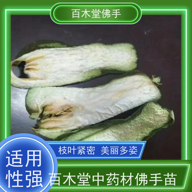 百木堂 重 庆佛手苗 观赏植物 附加值高 植株茂密