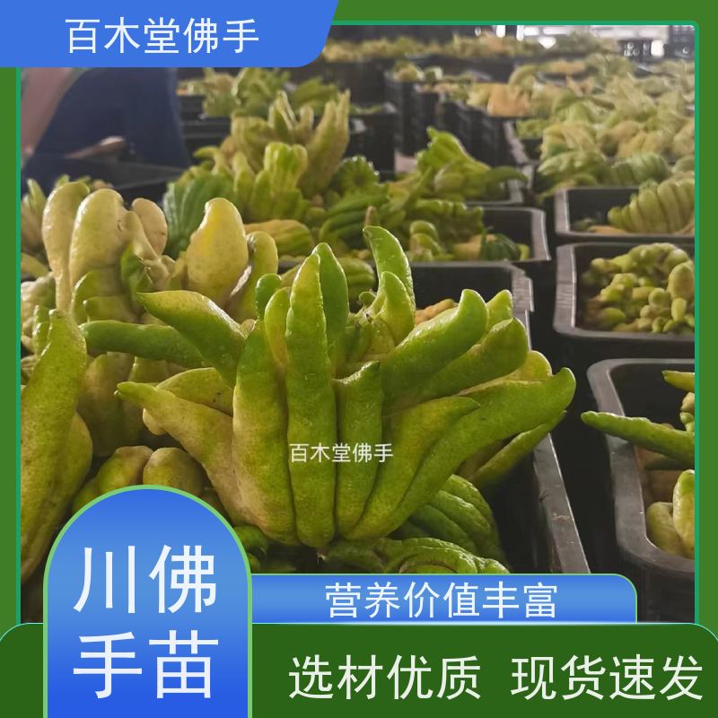 百木堂 五 通桥佛手 植株茂密 生长迅速 中药材种植基地 