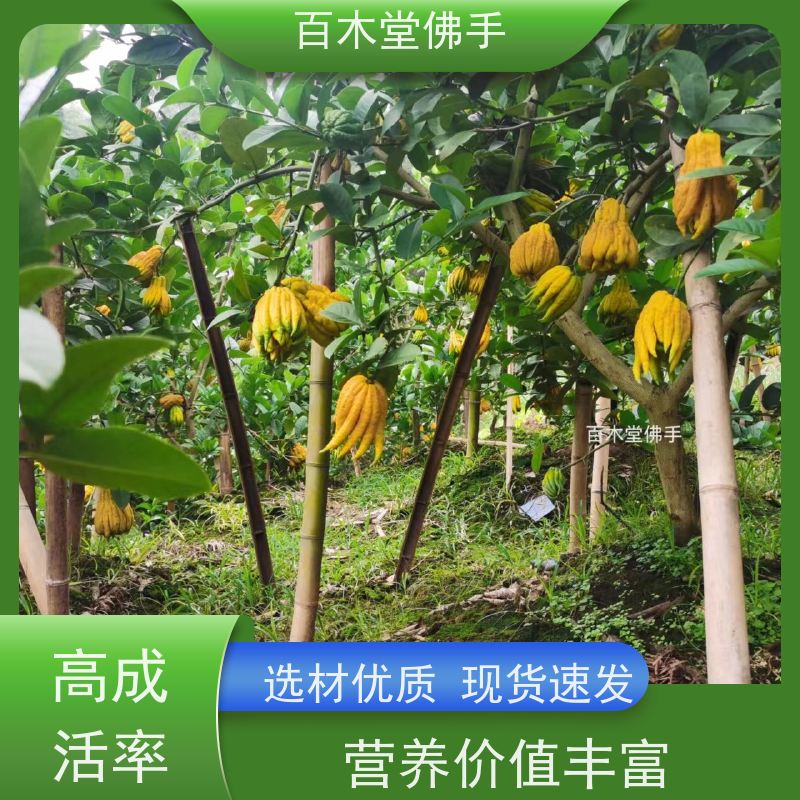 百木堂 犍 为佛手 观赏植物 附加值高 种苗基地直供 