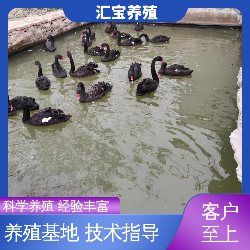 汇宝养殖 品种纯正 两年初产黑天鹅 一只起发 四肢长度适中 不易生病