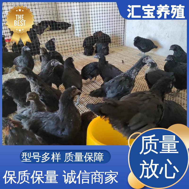汇宝养殖 火鸡鸡苗 容易饲养 成年可下蛋 可回收健康