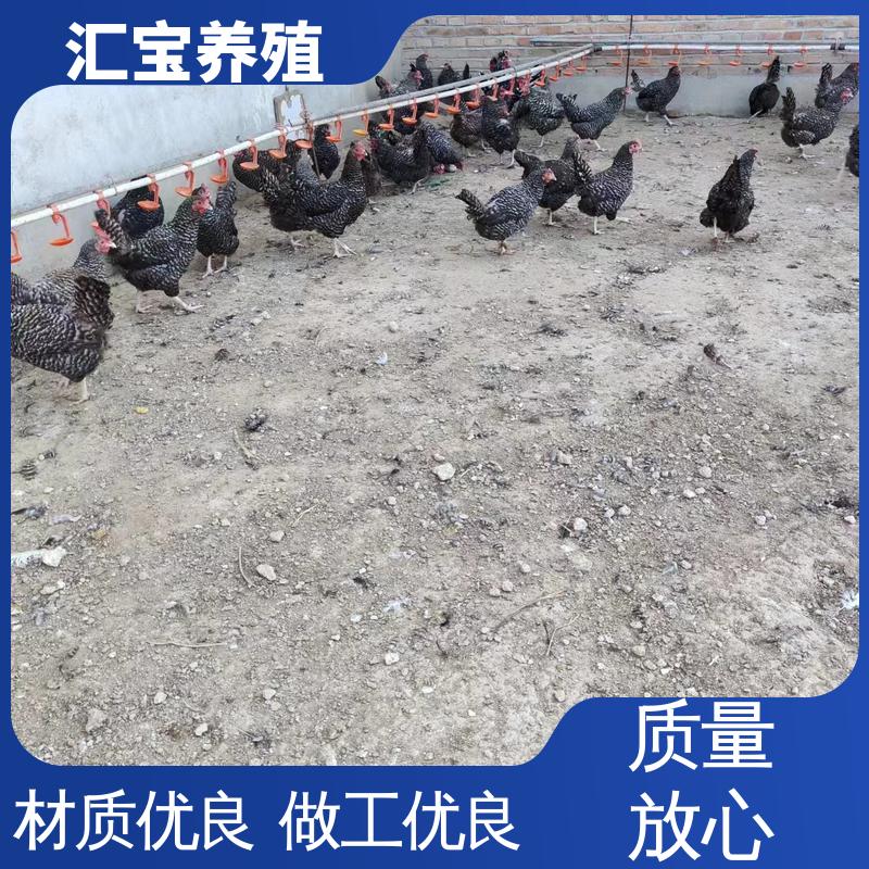 汇宝养殖 青脚麻鸡苗 饲养简单 做种繁殖 低成本高回收