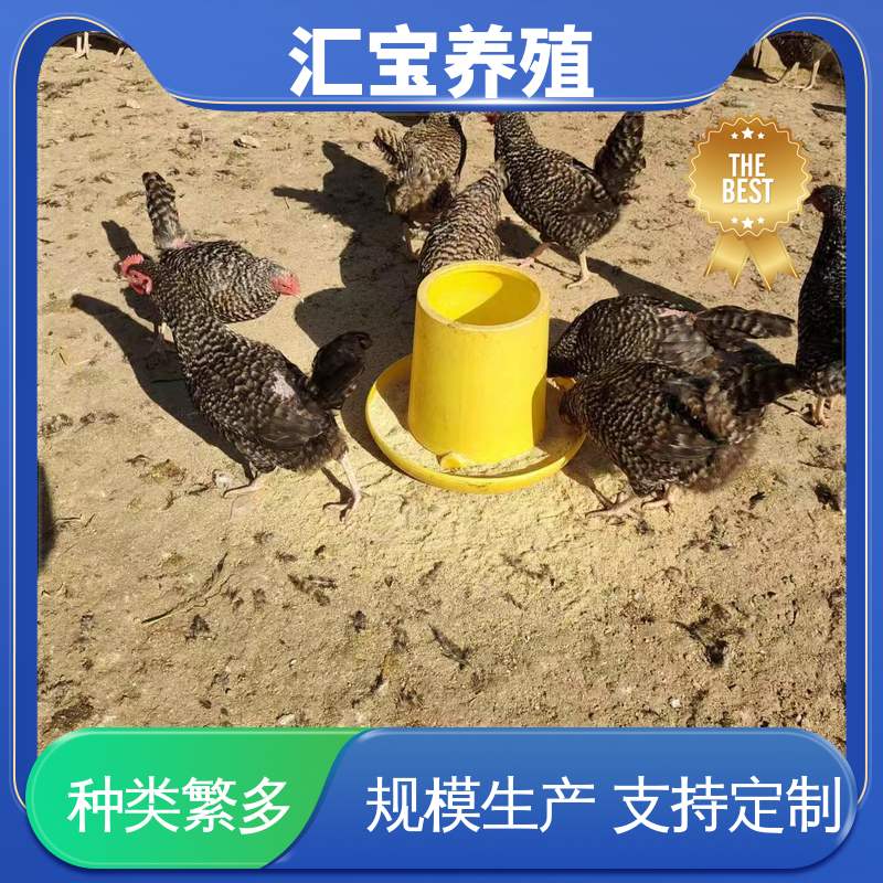 汇宝养殖 七彩山鸡苗 允许个人饲养 产蛋速度快 零售价