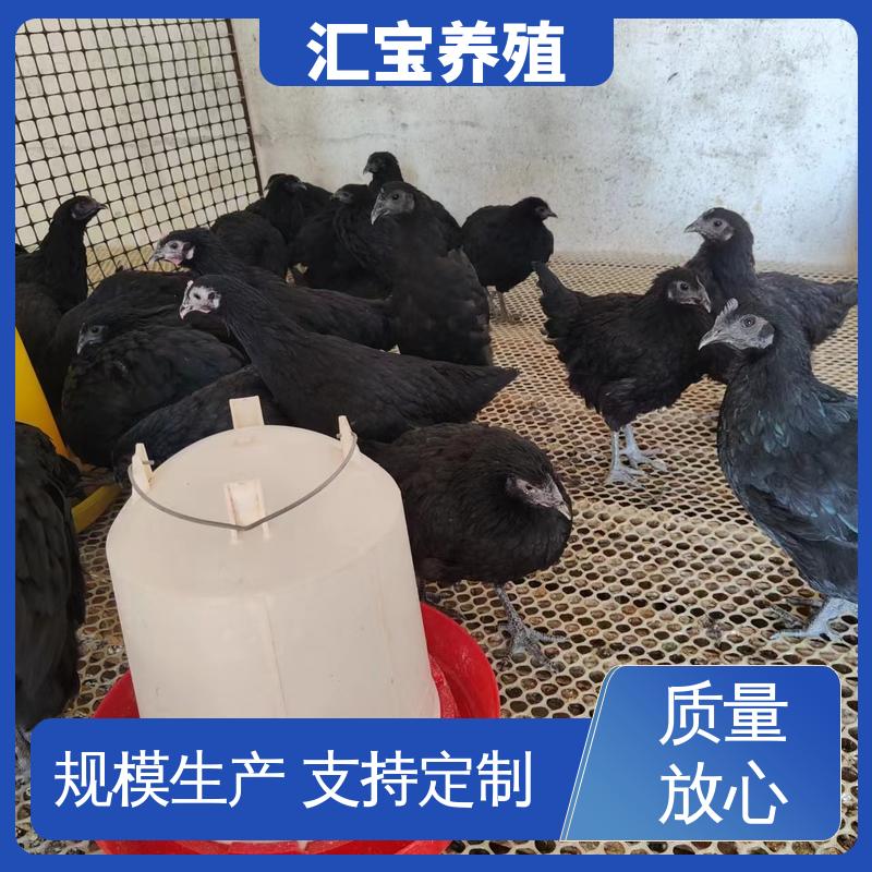 汇宝养殖 七彩山鸡苗 标本食用 不易生病 低成本高回收