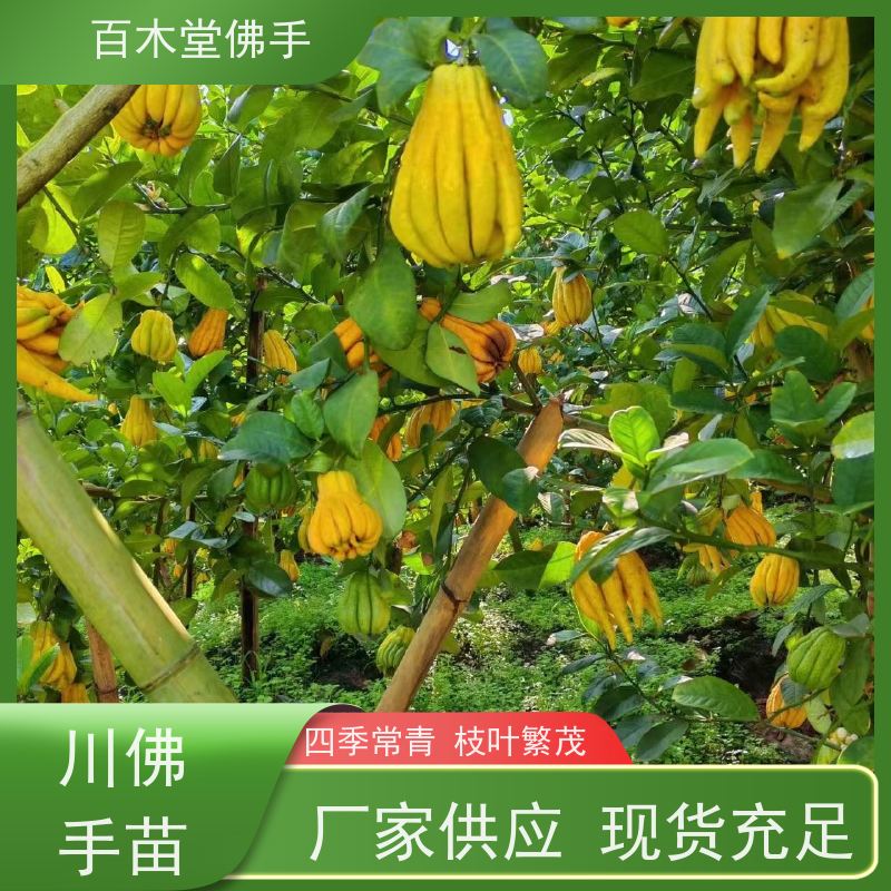 百木堂 南 充佛手苗 造型优美 易成活 园林景区栽植