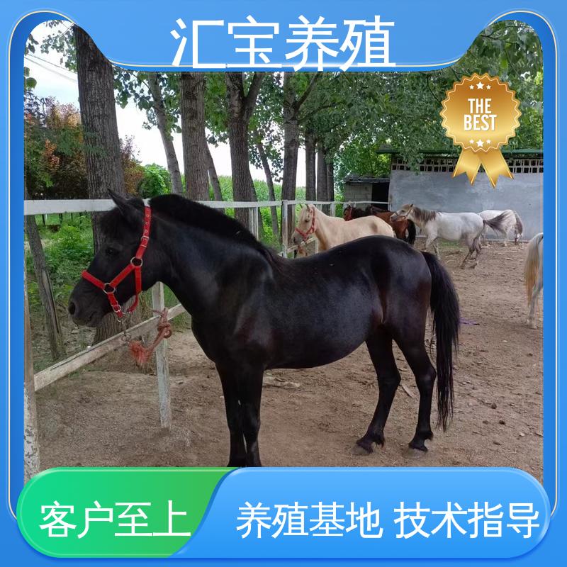 汇宝养殖 饲料五谷杂粮 德 保矮马 景区观赏乘骑 不易生病