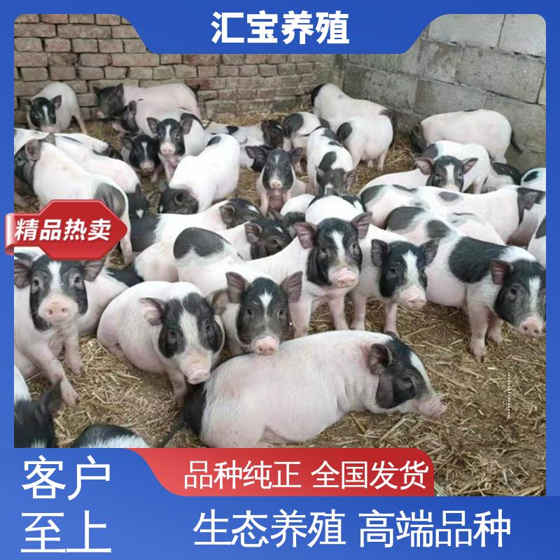 汇宝养殖 散养宠物 巴 马香猪成品猪 抗病能力强 零售价