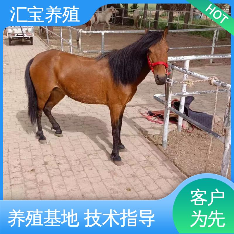 汇宝养殖 饲料五谷杂粮 宠物矮马 景区观赏乘骑 包回收包健康
