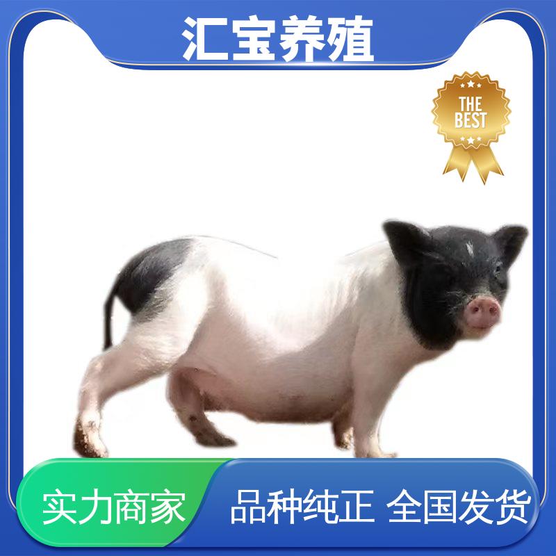 汇宝养殖 温顺可爱 巴 马香猪 不易生病 肉的特点