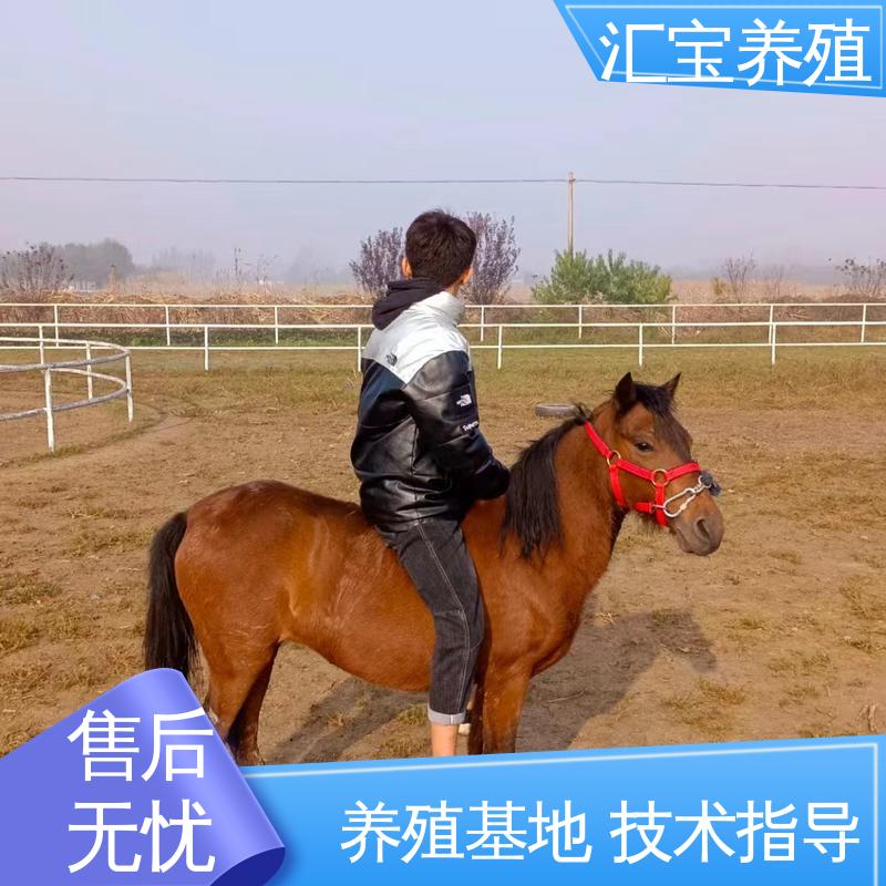 汇宝养殖 饲料五谷杂粮 德 保矮马 温顺可爱 实地引种考察