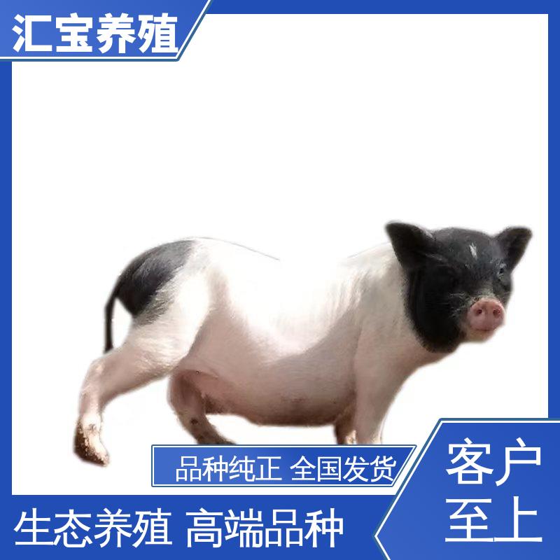 汇宝养殖 高端品种 纯种巴 马香猪 一只起发 零售价