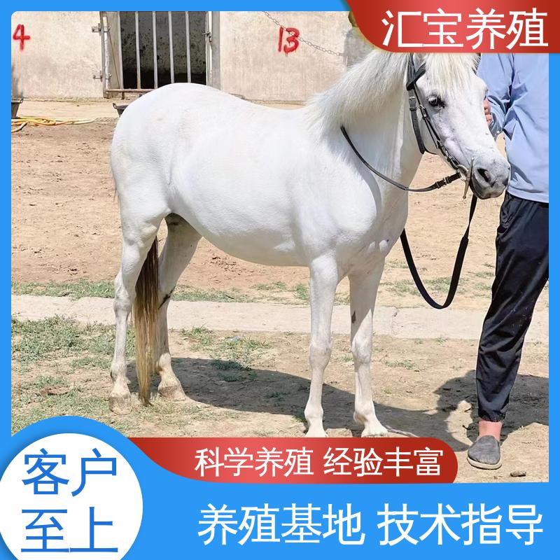 汇宝养殖 饲料五谷杂粮 小矮马 包邮包运输 提供技术指导