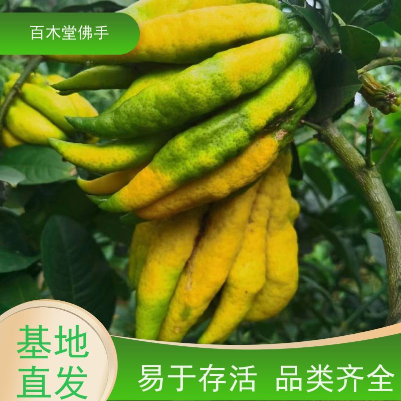 百木堂 玄胡种植 树形丰富 成活率高 种苗基地直供
