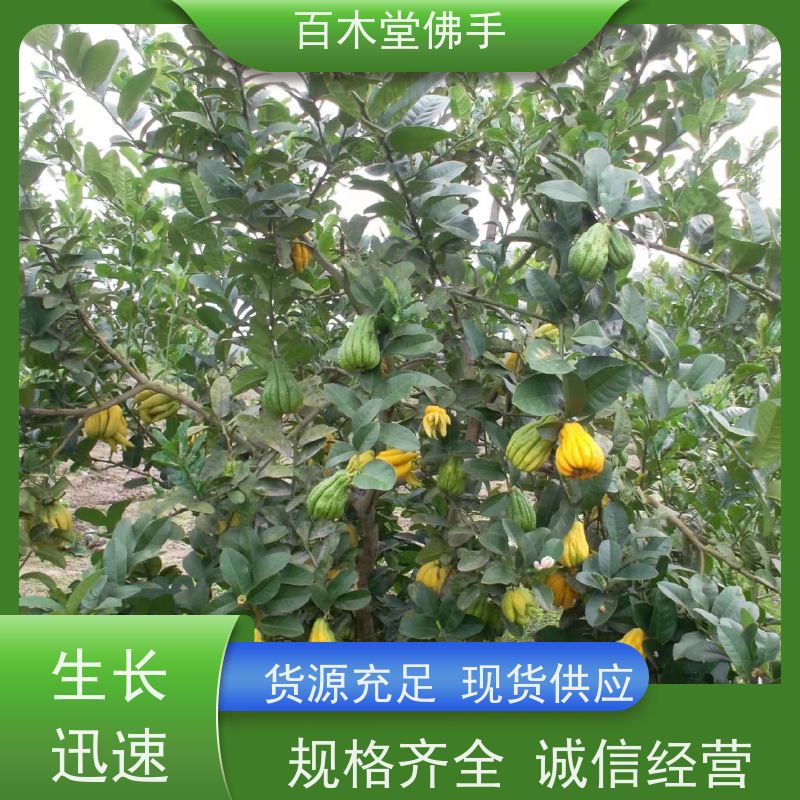 百木堂 半夏种植 高成活率 较耐干旱 园林景区栽植