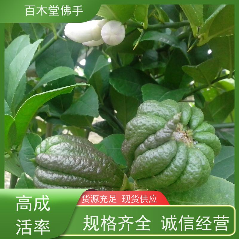 百木堂 白芨种植 高成活率 较耐干旱 城市景观绿化树 