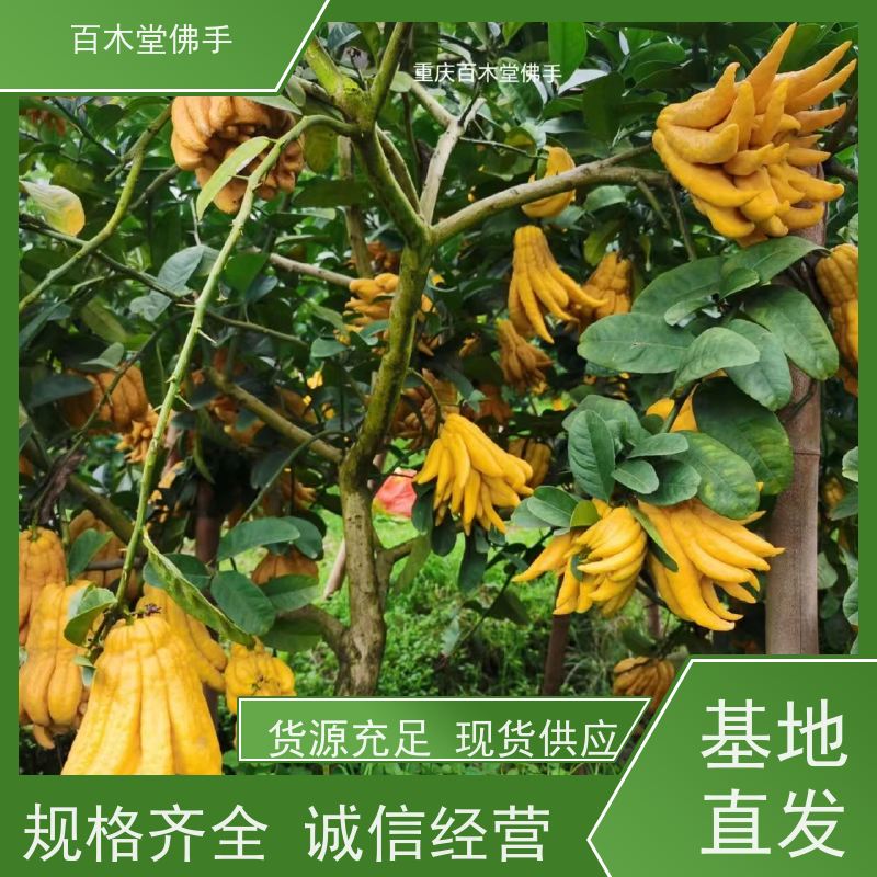 百木堂 水果种植 生长环境适应性强 种苗基地直供