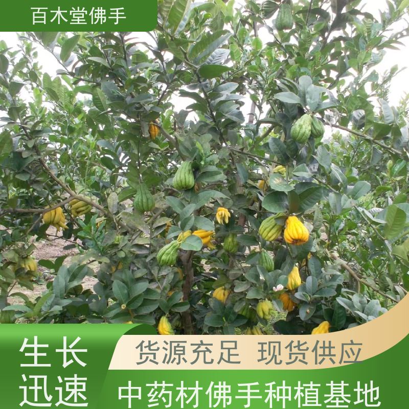 百木堂 梁 平佛手苗 生长环境适应性强 种苗基地直供