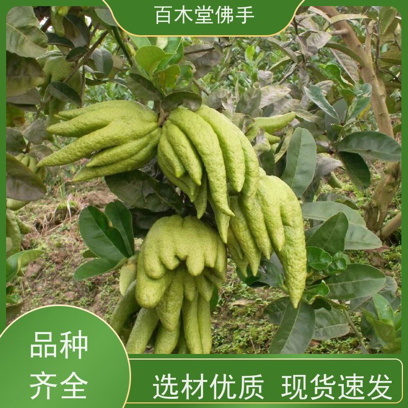 百木堂 内 江佛手基地 树形丰富 成活率高 用于室内外盆景