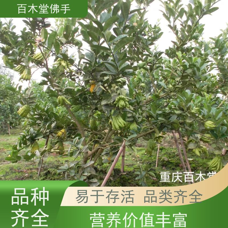 百木堂 沙 湾佛手批发 城市景观绿化树 用于庭院装饰