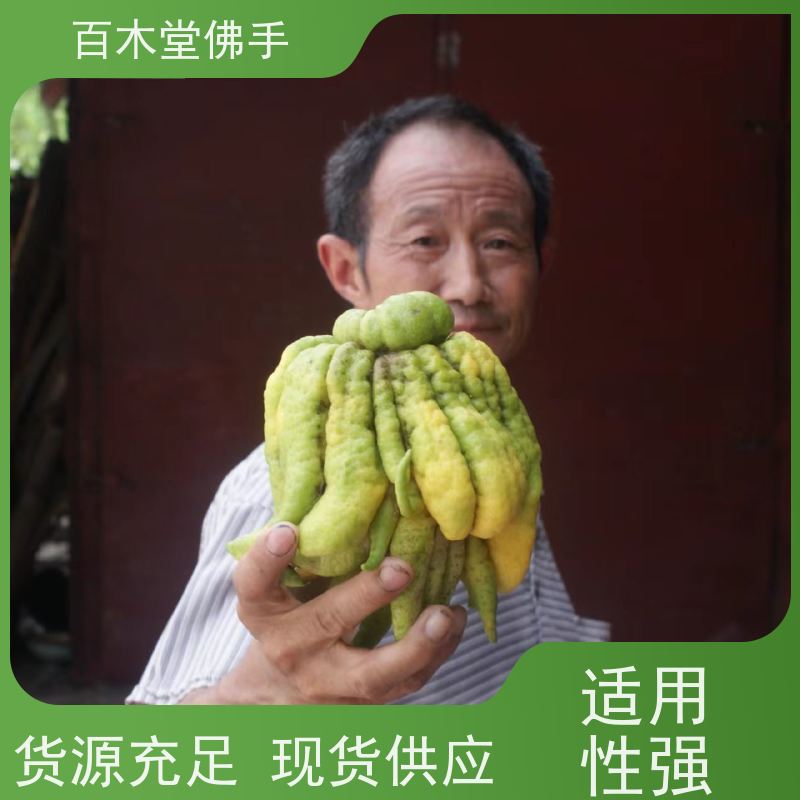 百木堂 乐 山佛手批发 枝叶紧密 美丽多姿 生长迅速