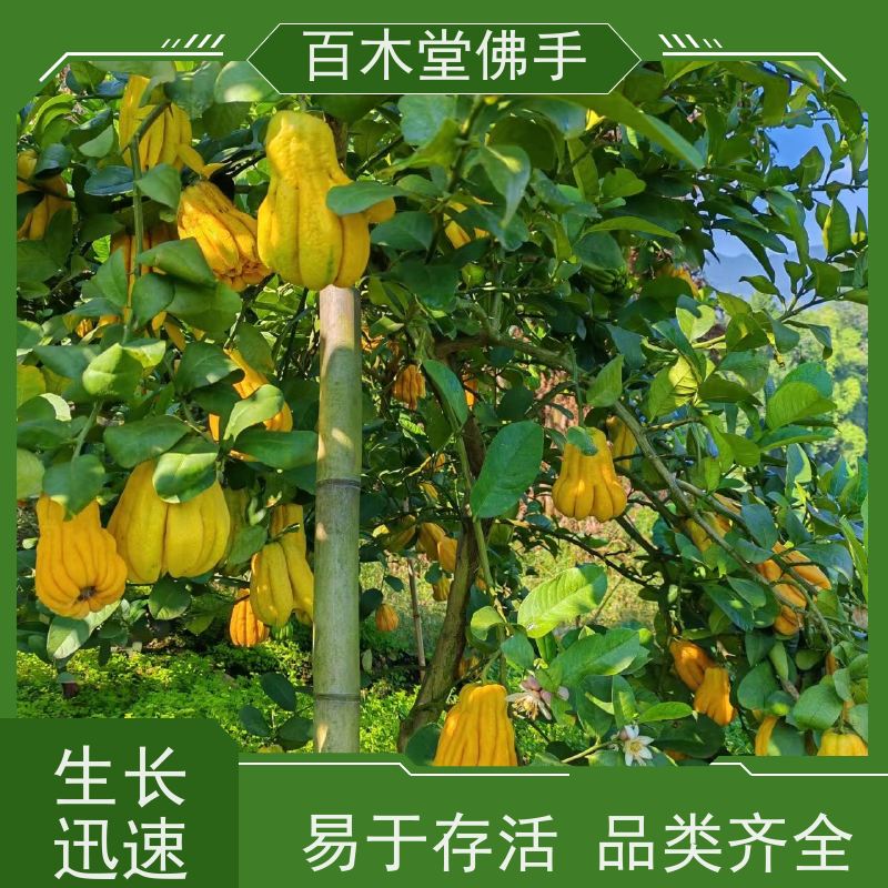百木堂 佛手柑苗种植技术 适用性强 规格齐全 道路绿化行道苗