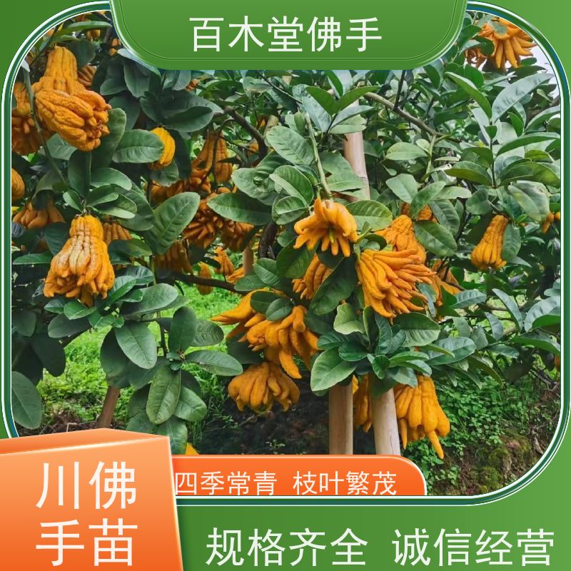 百木堂 川佛手苗种植技术 枝叶紧密 美丽多姿 用于庭院装饰