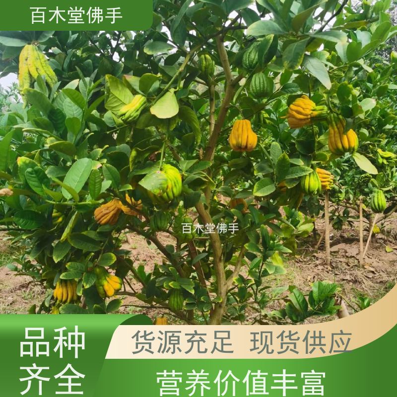 百木堂 犍 为佛手 枝叶紧密 美丽多姿 用于室内外盆景