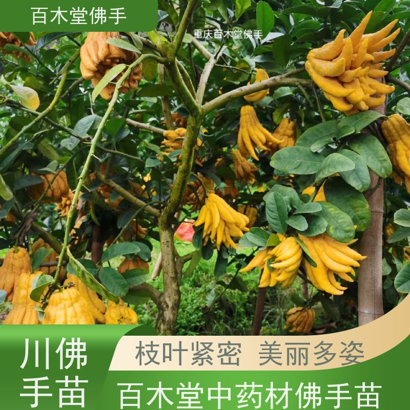 百木堂 铜 梁佛手 枝叶紧密 美丽多姿 用于庭院装饰