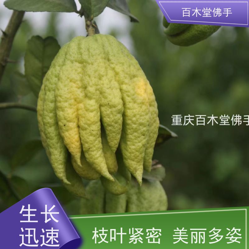 百木堂 綦 江佛手苗 树形丰富 成活率高 植株茂密