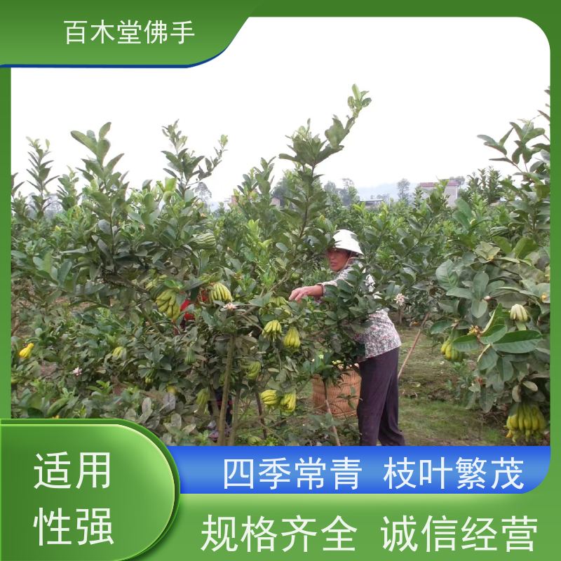 百木堂 中药材苗 观赏植物 附加值高 用于庭院装饰