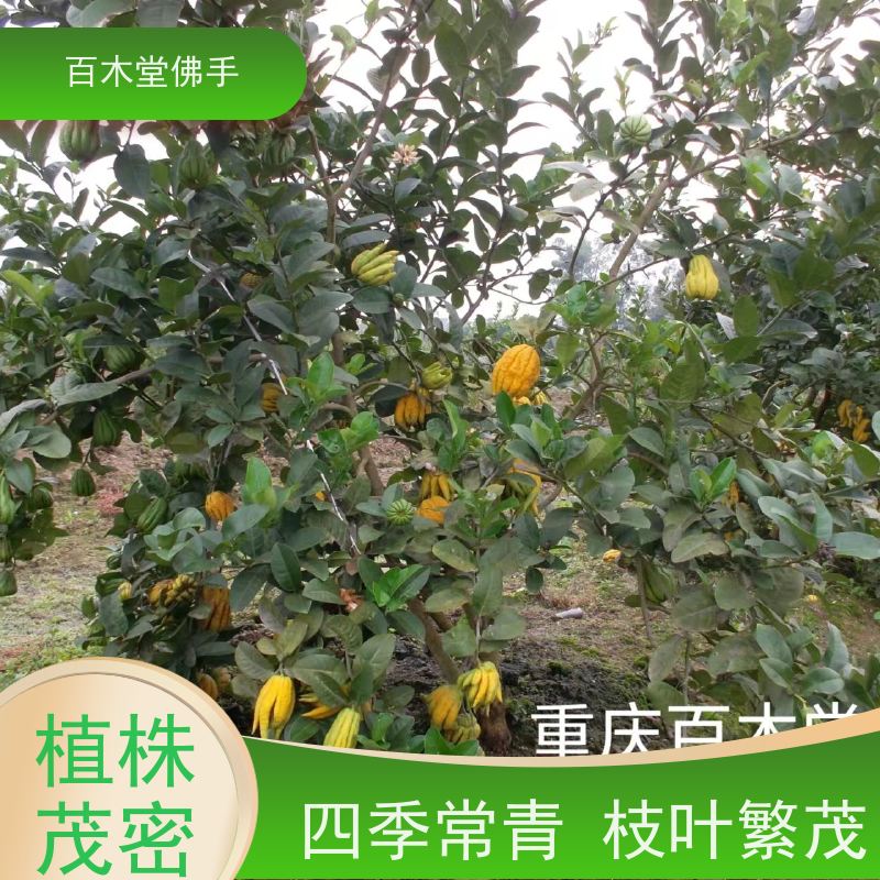 百木堂 南 充佛手批发 适用性强 规格齐全 植株茂密