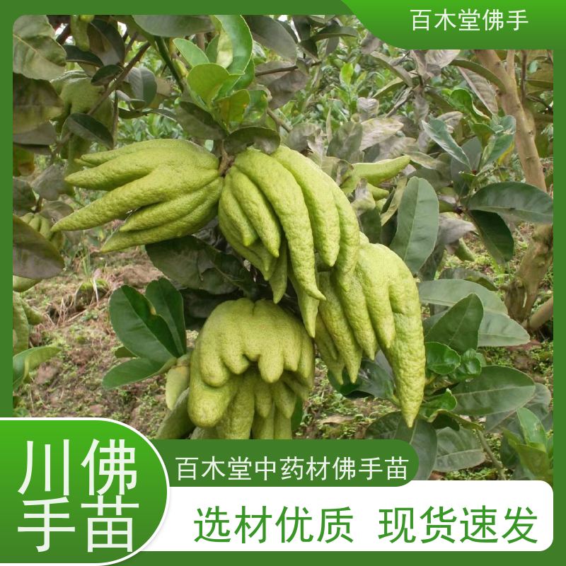 百木堂 四 川佛手基地 树形丰富 成活率高 品种齐全