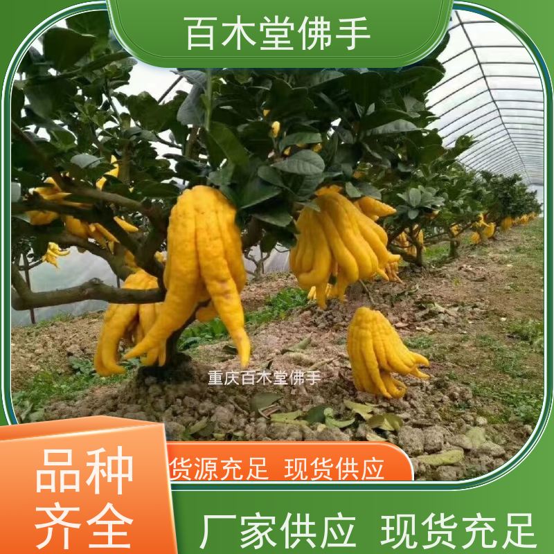百木堂 佛手苗种植 生长环境适应性强 道路绿化行道苗