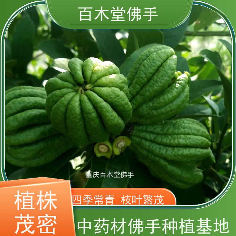 百木堂 中药材种苗 观赏植物 附加值高 城市景观绿化树 
