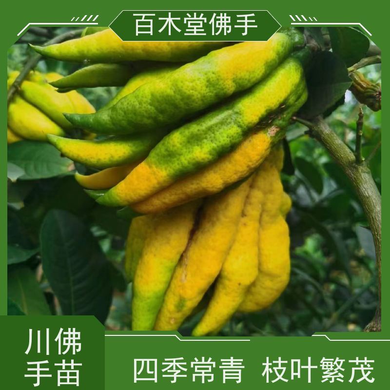百木堂 佛手柑苗种植 适用性强 规格齐全 园林景区栽植