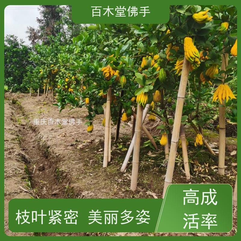 百木堂 川佛手苗技术 高成活率 较耐干旱 植株茂密 用途广泛