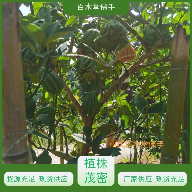 百木堂 佛手柑苗种植技术 枝叶紧密 美丽多姿 园林景区栽植