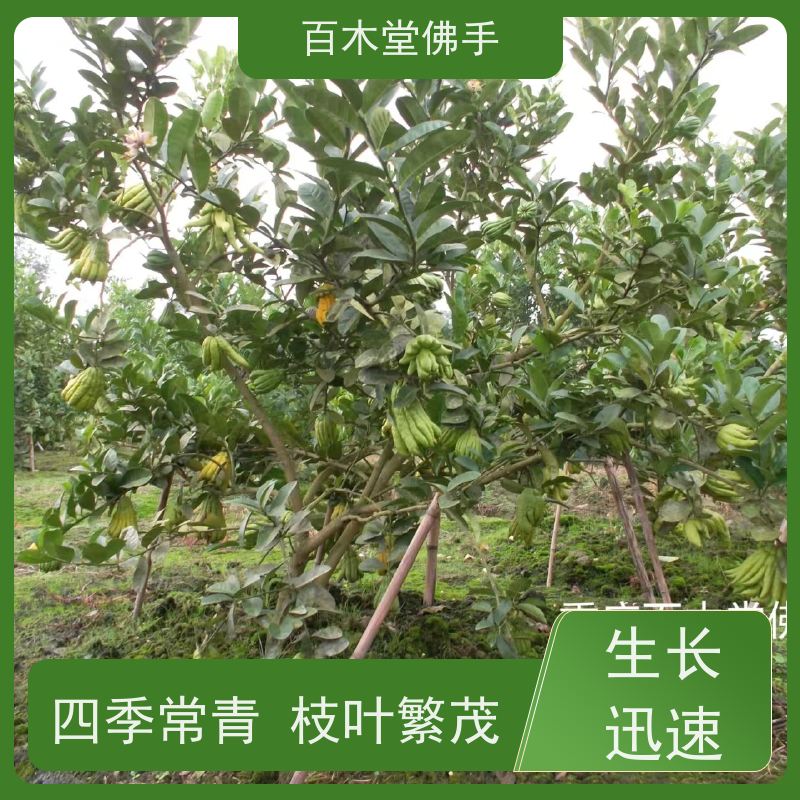百木堂 绵 阳佛手批发 适用性强 规格齐全 用于室内外盆景
