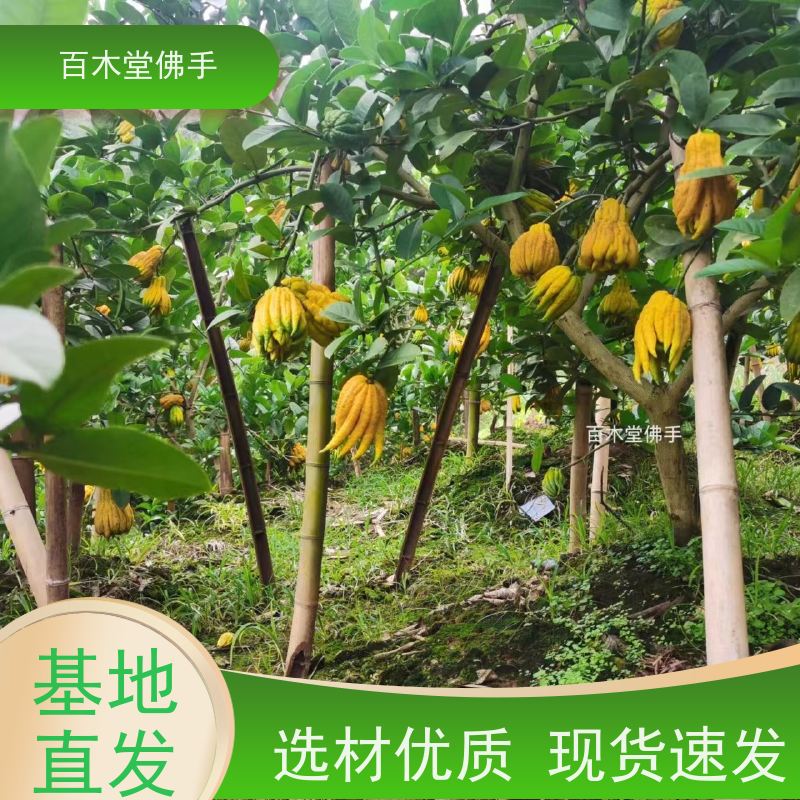 百木堂 佛手苗出售 高成活率 较耐干旱 种苗基地直供