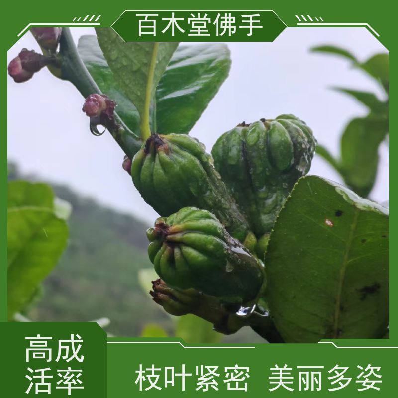 百木堂 綦 江佛手苗 产量高 用途广泛 种苗基地直供 