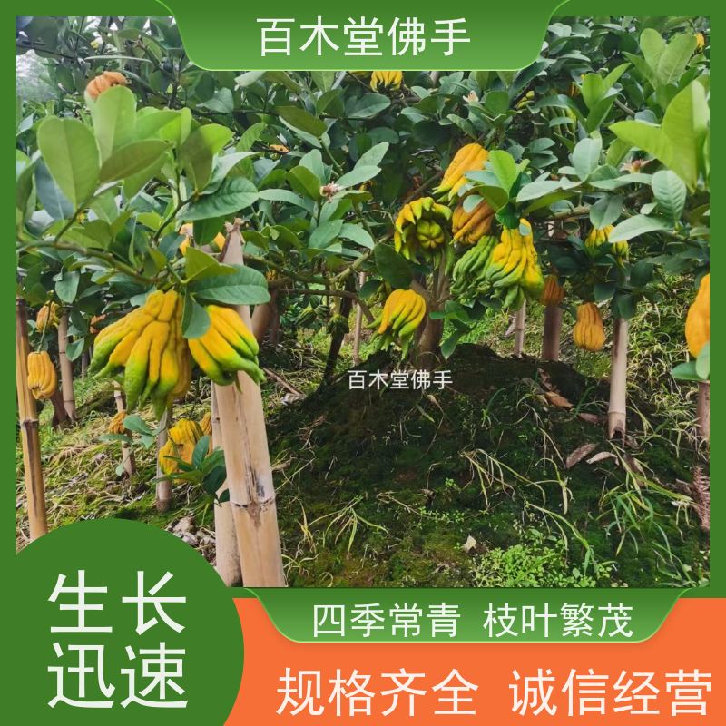 百木堂 宜 宾佛手 高成活率 较耐干旱 用于庭院装饰