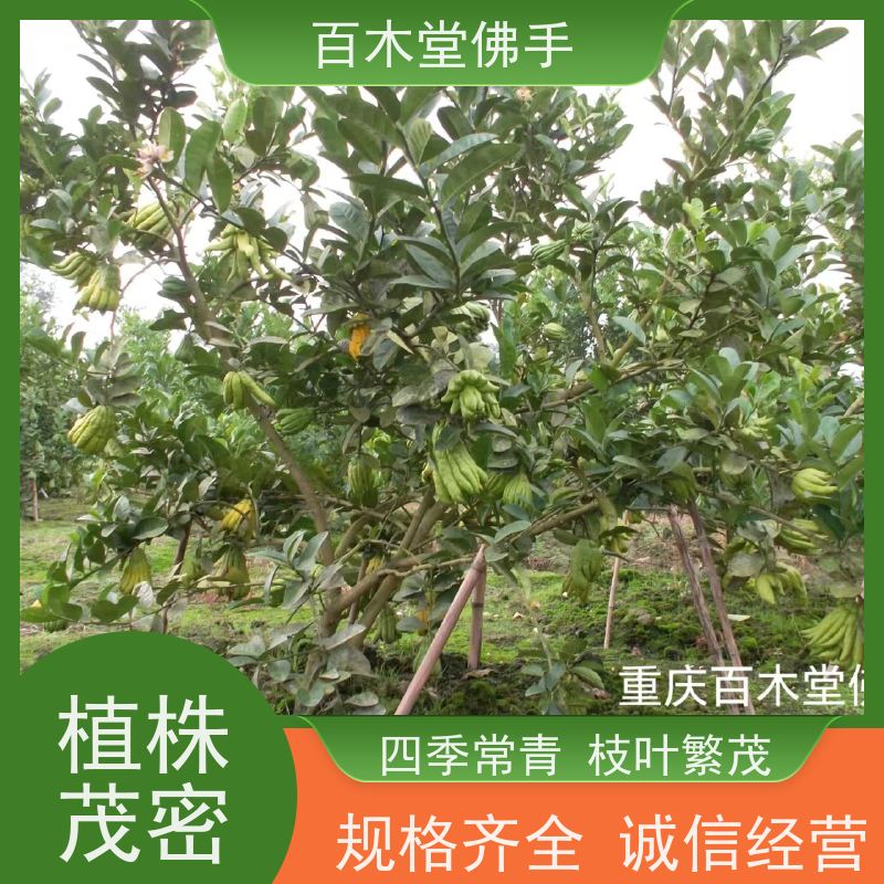 百木堂 内 江佛手基地 高成活率 较耐干旱 品种齐全
