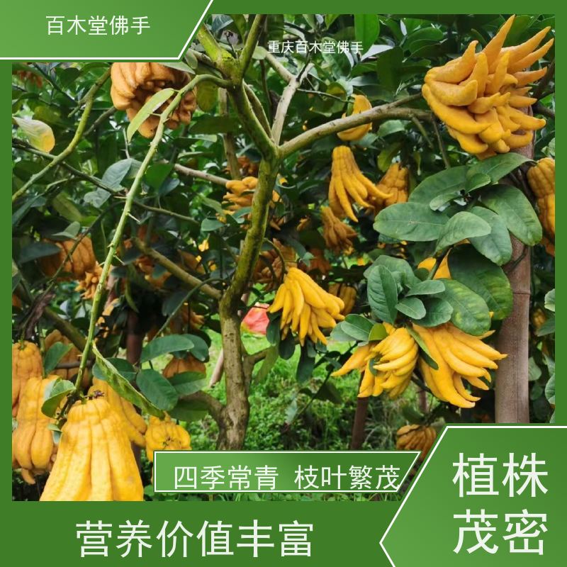 百木堂 铜 梁佛手苗 枝叶紧密 美丽多姿 生长迅速