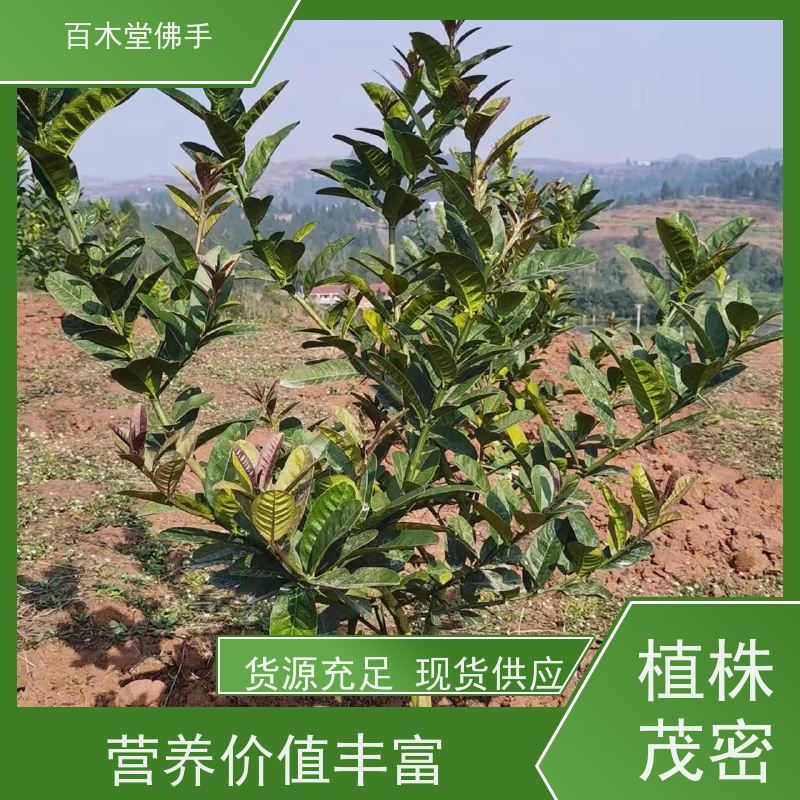 百木堂 广佛手苗种植 生长环境适应性强 园林景区栽植