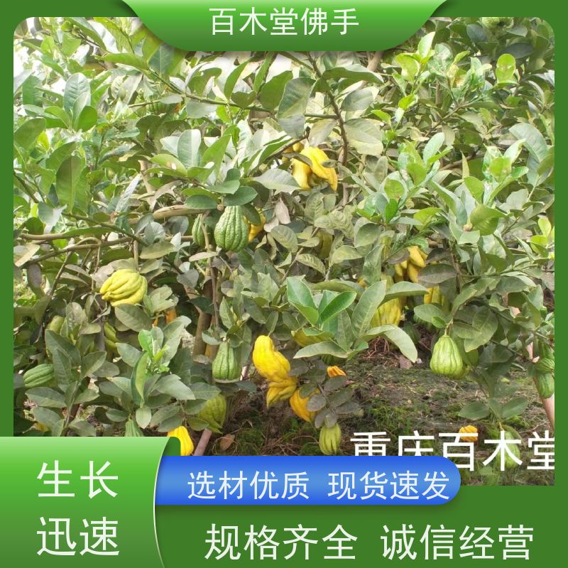 百木堂 乐 山佛手基地 枝叶紧密 美丽多姿 生长迅速