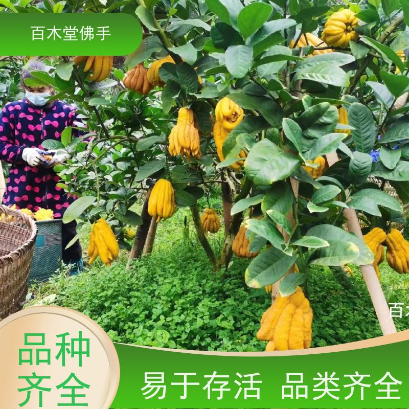 百木堂 五 通桥佛手苗 适用性强 规格齐全 生长迅速