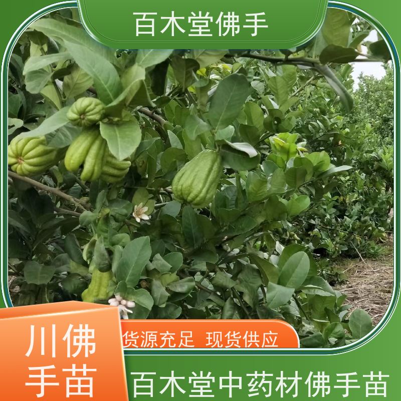 百木堂 南 充佛手批发 产量高 用途广泛 植株茂密